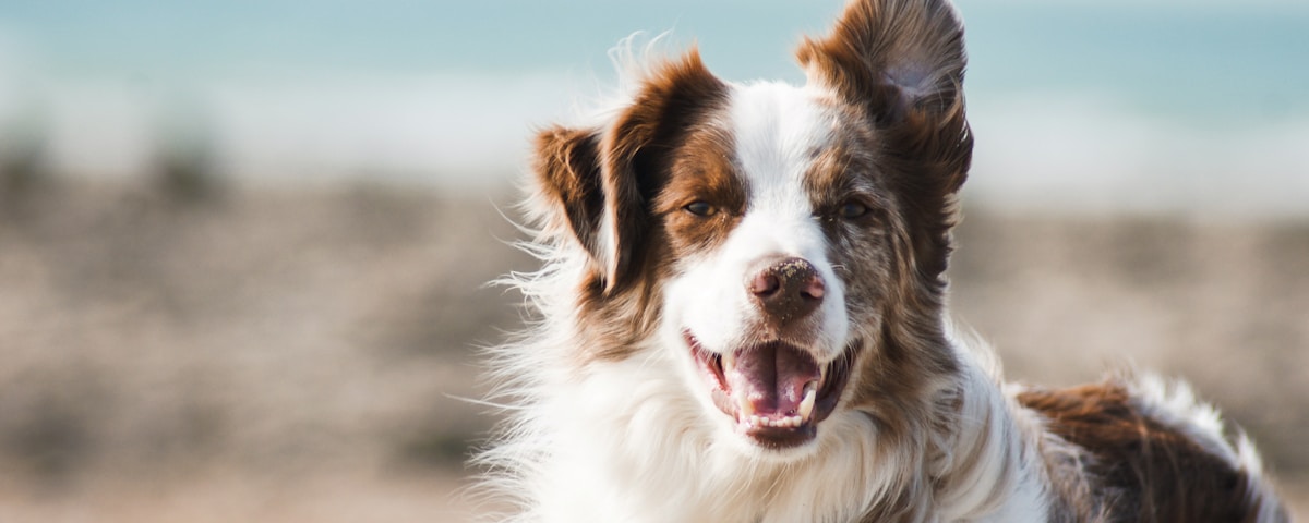 Pet-Friendly Rentals in Dundee: How to Find One